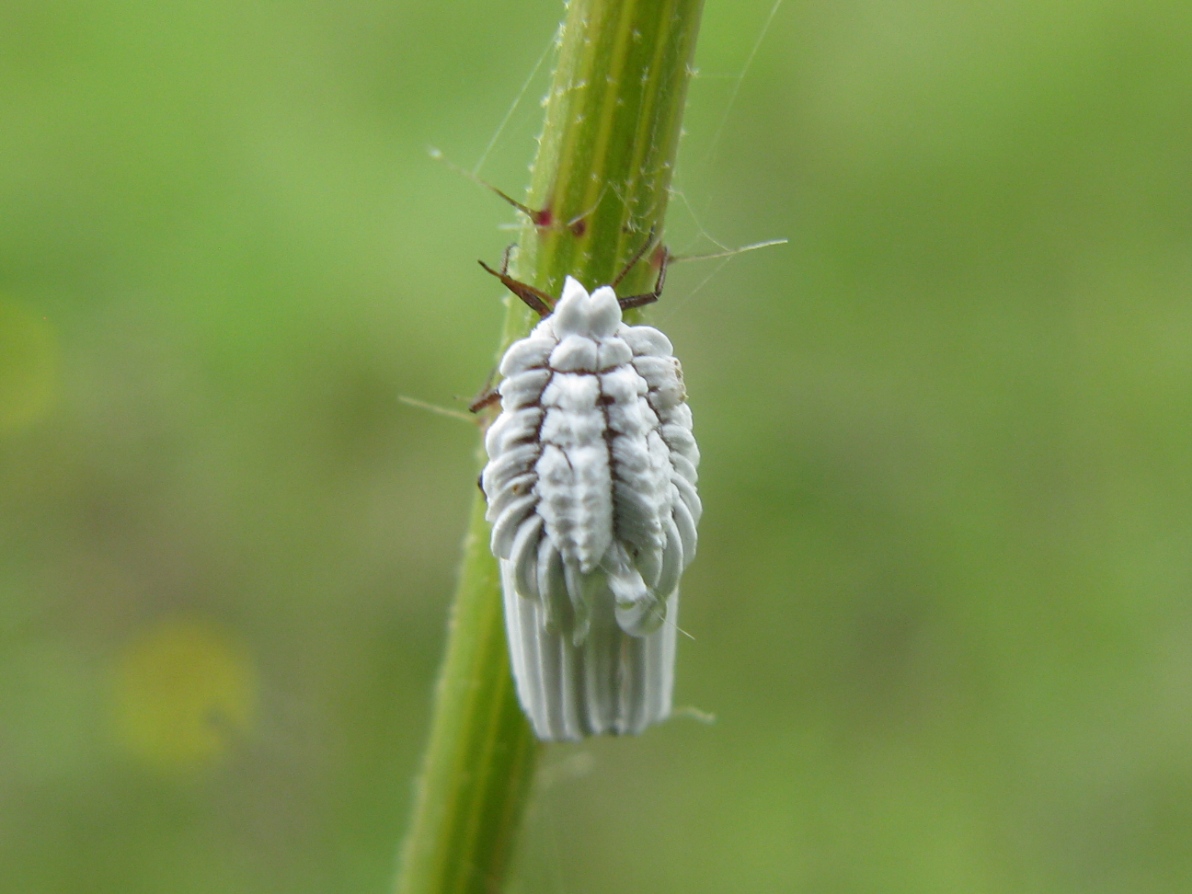 Cocciniglia: Ortezia sp. (Orteziidae)